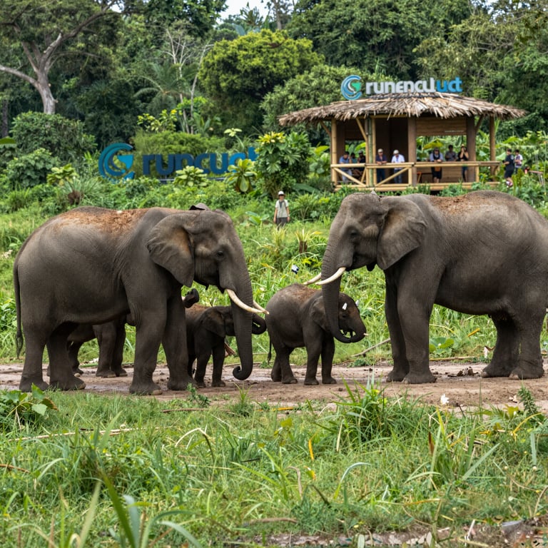Iniziative per Proteggere gli Elefanti: Tour Ecologici e Sostegno Aziendale