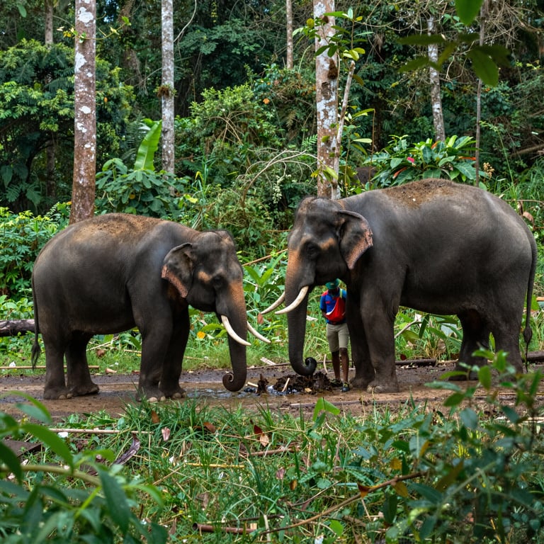 Indonesia Impegna Ripristino Habitat per Salvare Elefanti di Sumatra dalla Crisi Ecologica