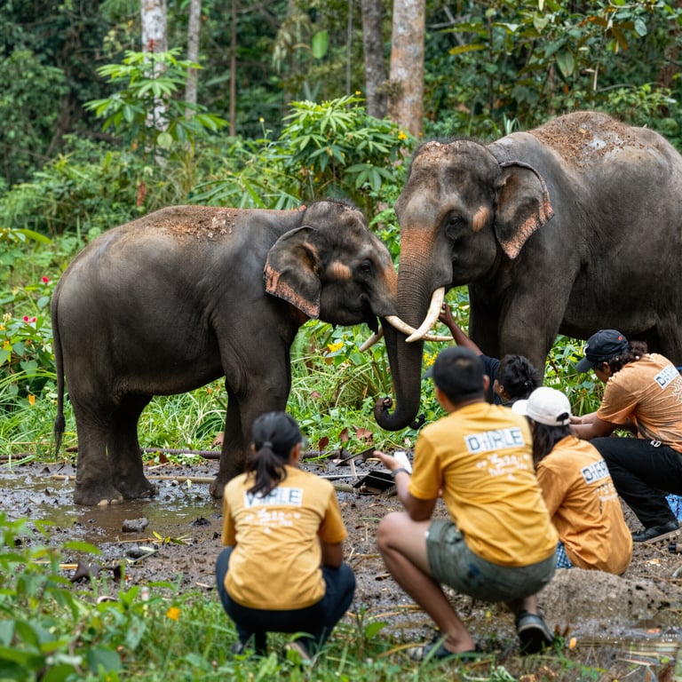 Come Aiutare gli Elefanti: Volontariato e Iniziative di Conservazione Attive