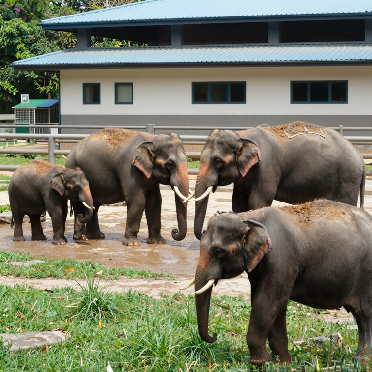 Centro Conservazione Elefanti: Riabilitazione e Protezione Efficace
