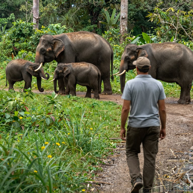 Viaggi Sostenibili: Come le Tue Scelte Influenzano la Protezione degli Elefanti