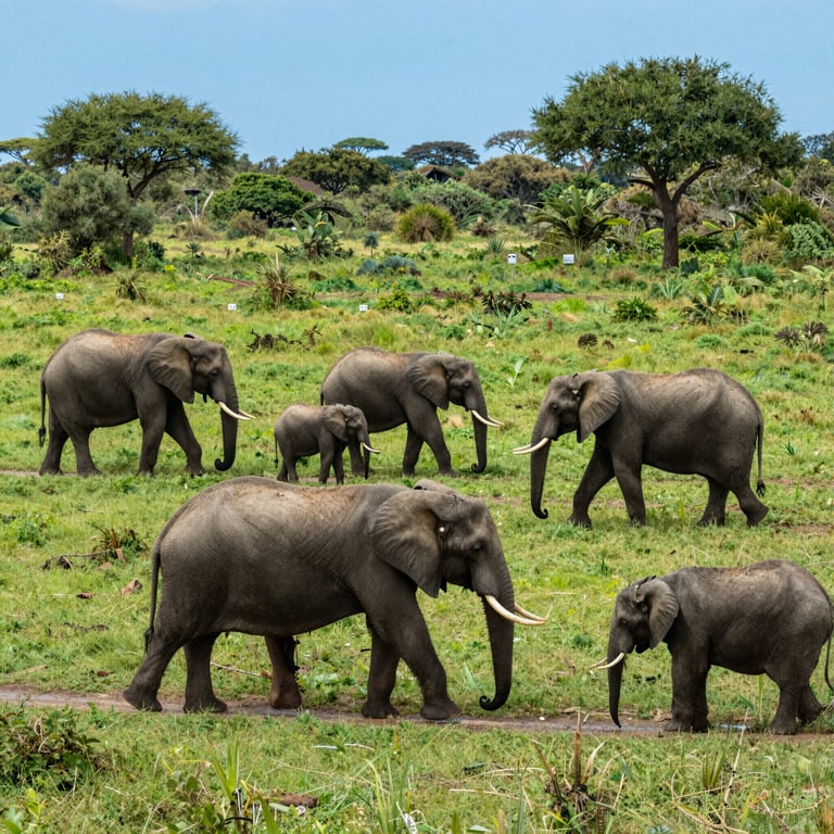 Iniziative Efficaci della DSWF nella Protezione degli Elefanti in Ambienti Naturali