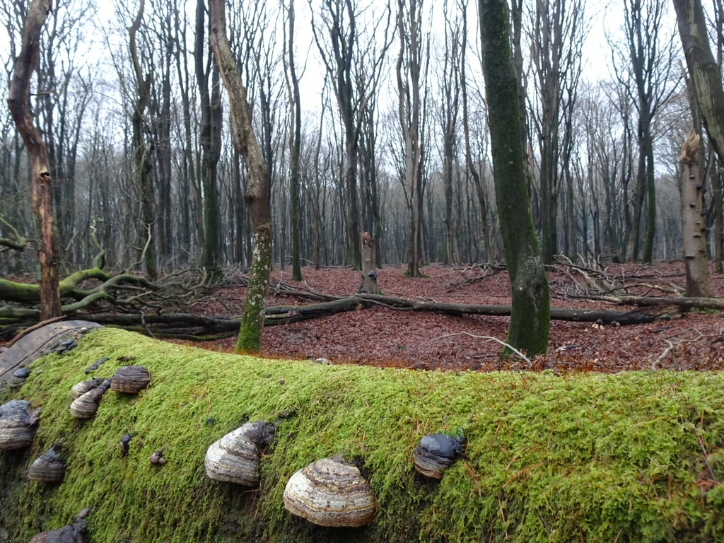 Bos op de Veluwe