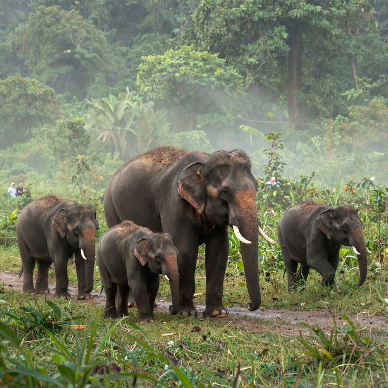 Turismo Responsabile: Un Aiuto Vitale per la Conservazione degli Elefanti Asiatici nel 2026