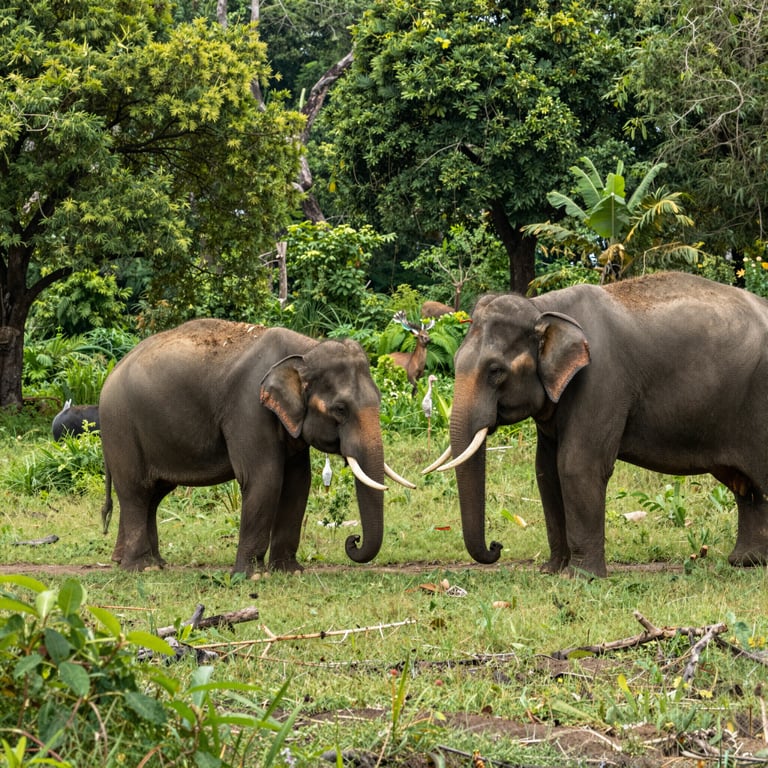 Conservazione degli Habitat: Salvaguardare gli Elefanti dalla Minaccia dell'Estinzione