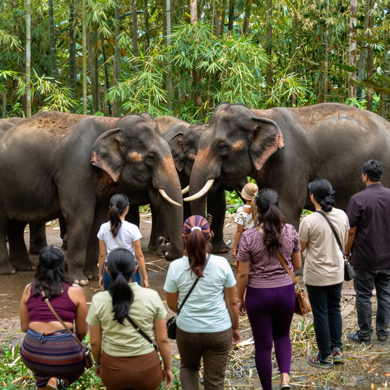 Turismo Responsabile: Alleato Prezioso per la Conservazione degli Elefanti Asiatici