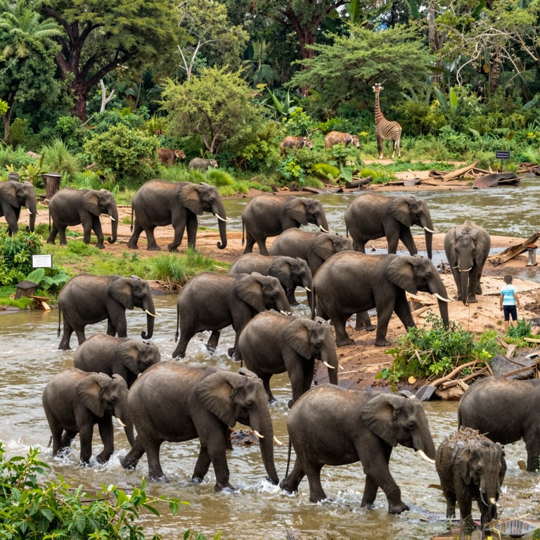 Iniziative Efficaci della DSWF per Salvare le Popolazioni di Elefanti