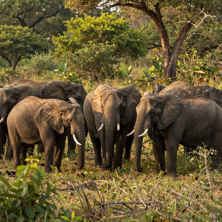 La Lotta Urgente per Proteggere gli Elefanti Africani Oggi