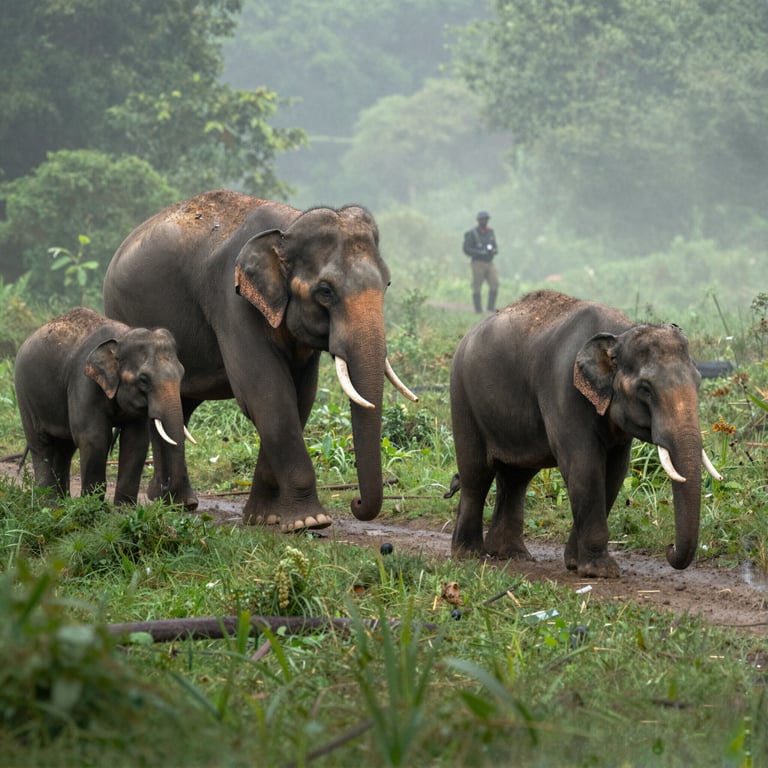 Salvare gli Elefanti: Strategie Efficaci contro le Minacce Moderne