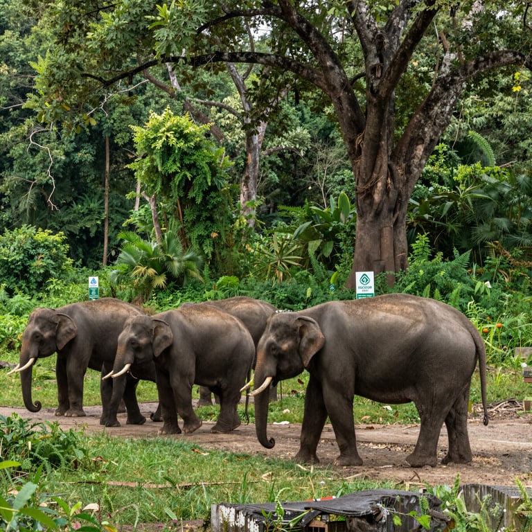 Preservare l'Habitat degli Elefanti: Iniziative di Advocacy per la Conservazione della Fauna Selvatica