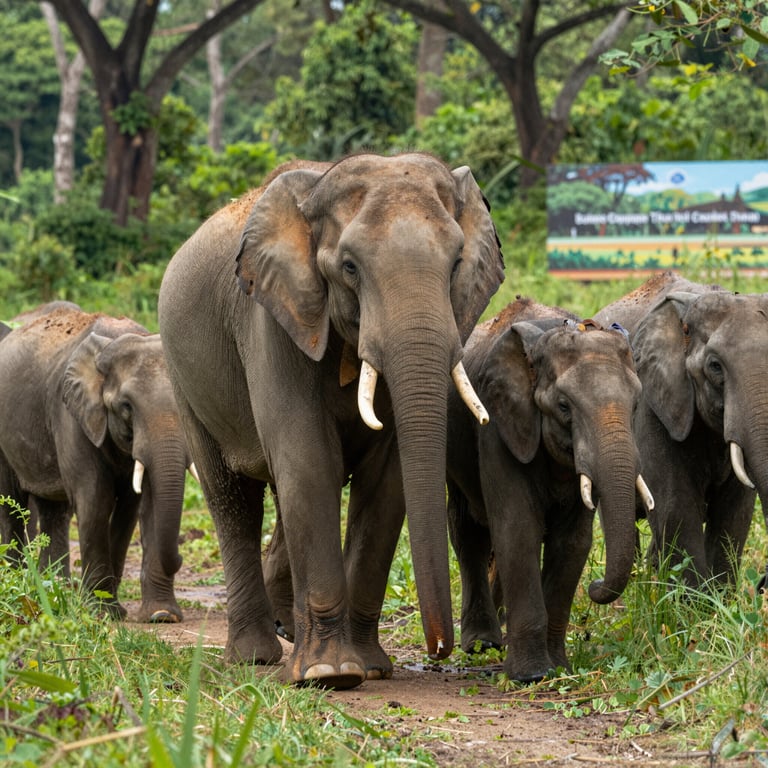 Protezione Elefanti dal Bracconaggio: Campagne Efficaci per Fauna Selvatica in Pericolo