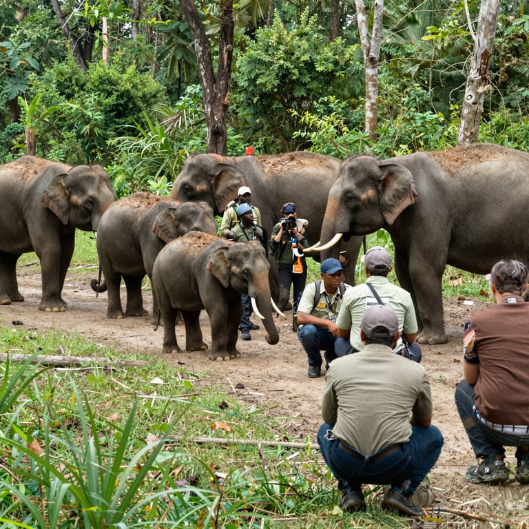 Proteggere gli Elefanti nel Mondo: Iniziative Globali contro il Bracconaggio