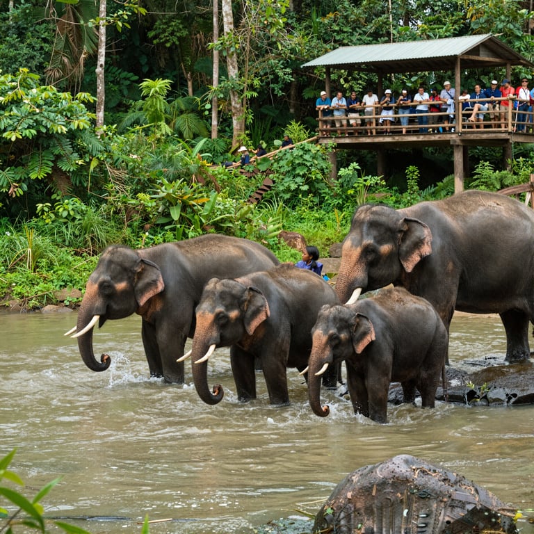 Turismo Responsabile a Favore della Conservazione degli Elefanti Asiatici