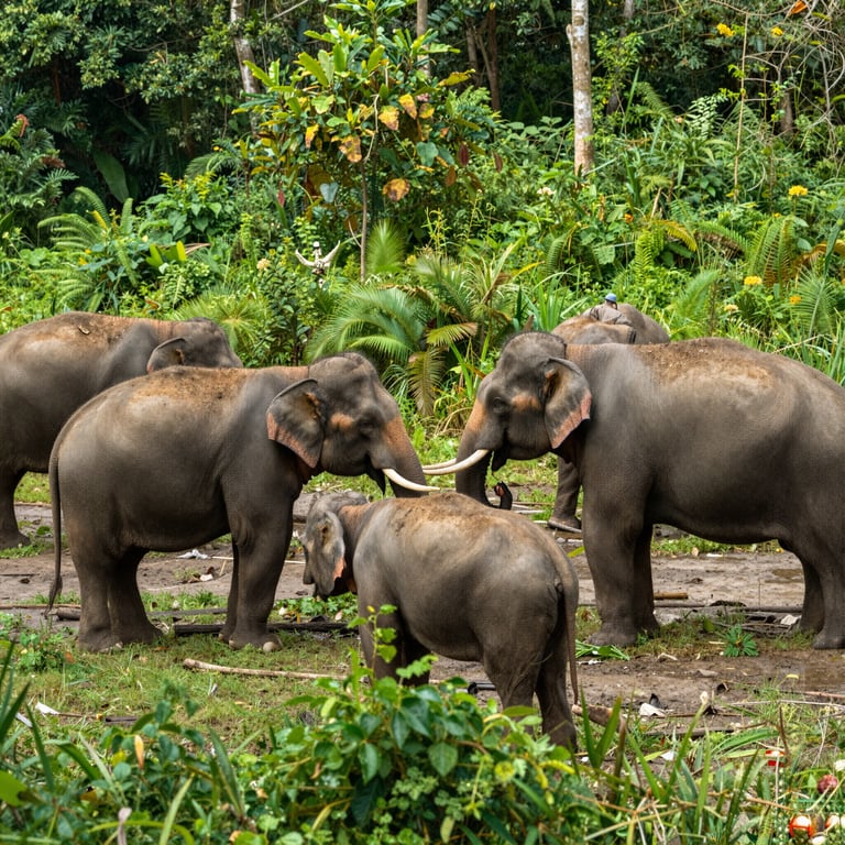 I Migliori Progetti di Conservazione Elefanti che Funzionano alla Grande