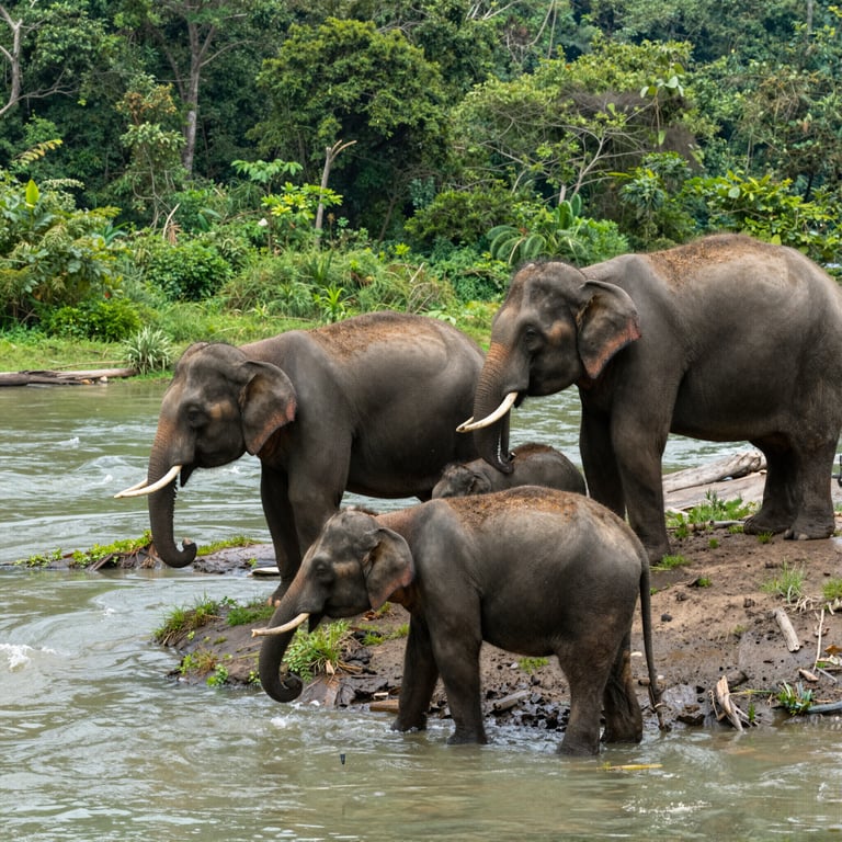 Conservazione elefanti: salvataggio riabilitazione e reintroduzione per futuro sostenibile