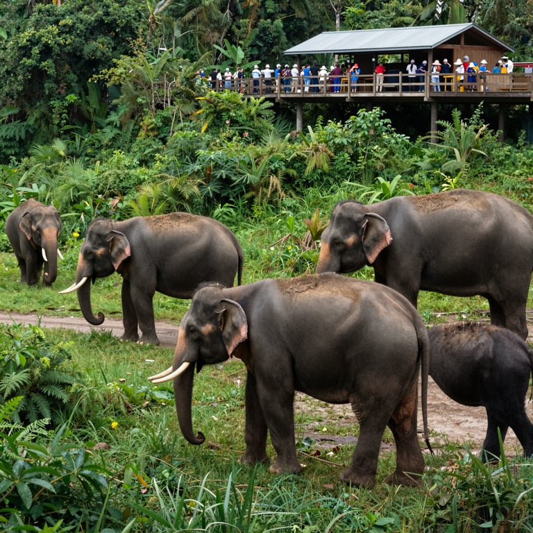 Come il Turismo Sostenibile Aiuta la Protezione degli Elefanti Asiatici