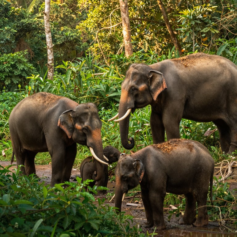 Dona Oggi per Salvare Foreste e Garantire un Futuro agli Elefanti