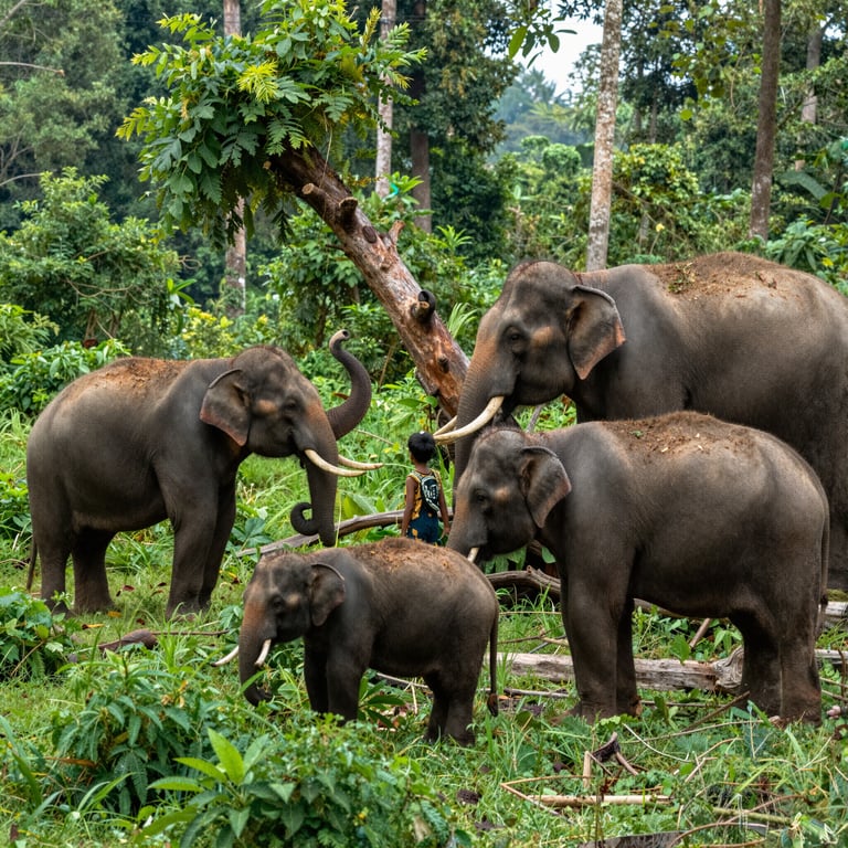 Iniziative Efficaci per Proteggere gli Elefanti Selvatici e Combattere il Poaching Attuale