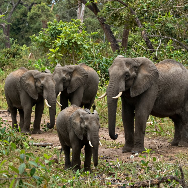 Piano d'Azione per Elefanti Africani: Strategie Efficaci contro il Bracconaggio