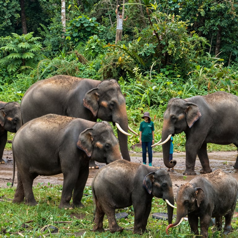 Guida Pratica: Osserva gli Elefanti in Natura Proteggendo il Loro Habitat
