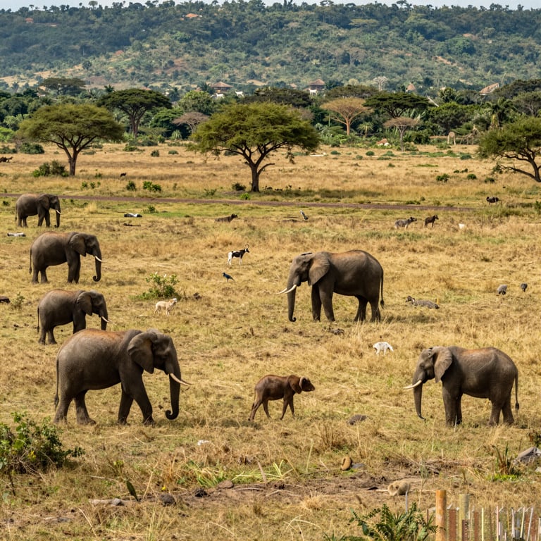 La Lotta Globale per la Conservazione degli Elefanti e il Loro Habitat Naturale