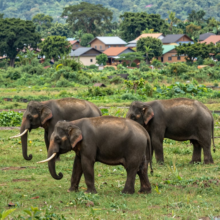Progetti di Conservazione per una Coesistenza Armoniosa con gli Elefanti