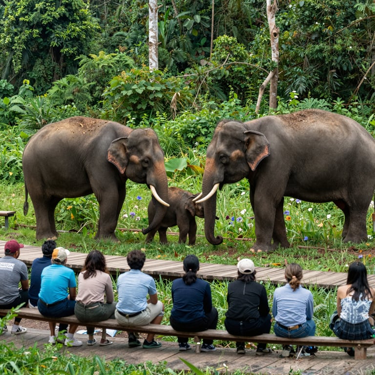 Come il Turismo Sostenibile Aiuta la Conservazione degli Elefanti Asiatici