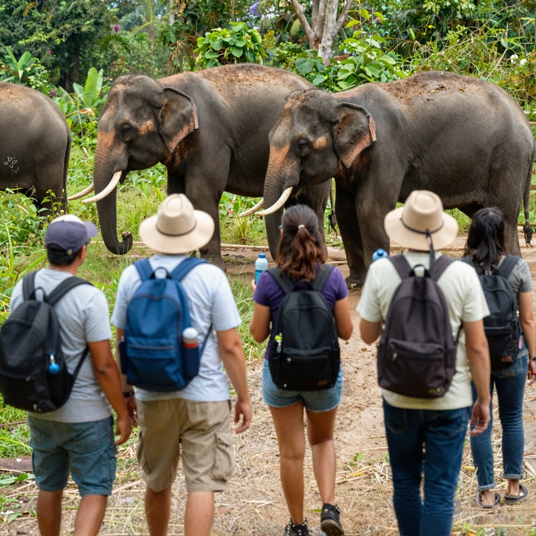 Scopri Modi Semplici per Supportare la Protezione degli Elefanti nel Viaggio