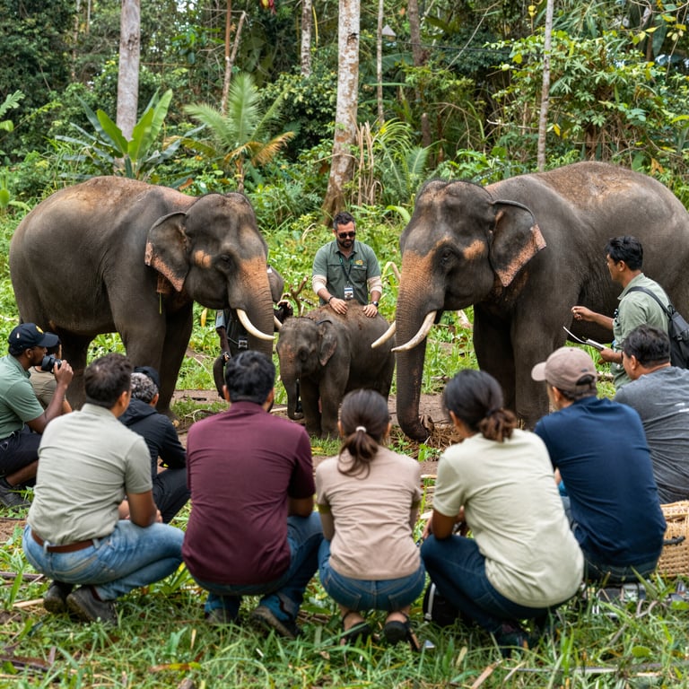 Iniziative Internazionali per Salvare gli Elefanti e Preservare il Loro Habitat