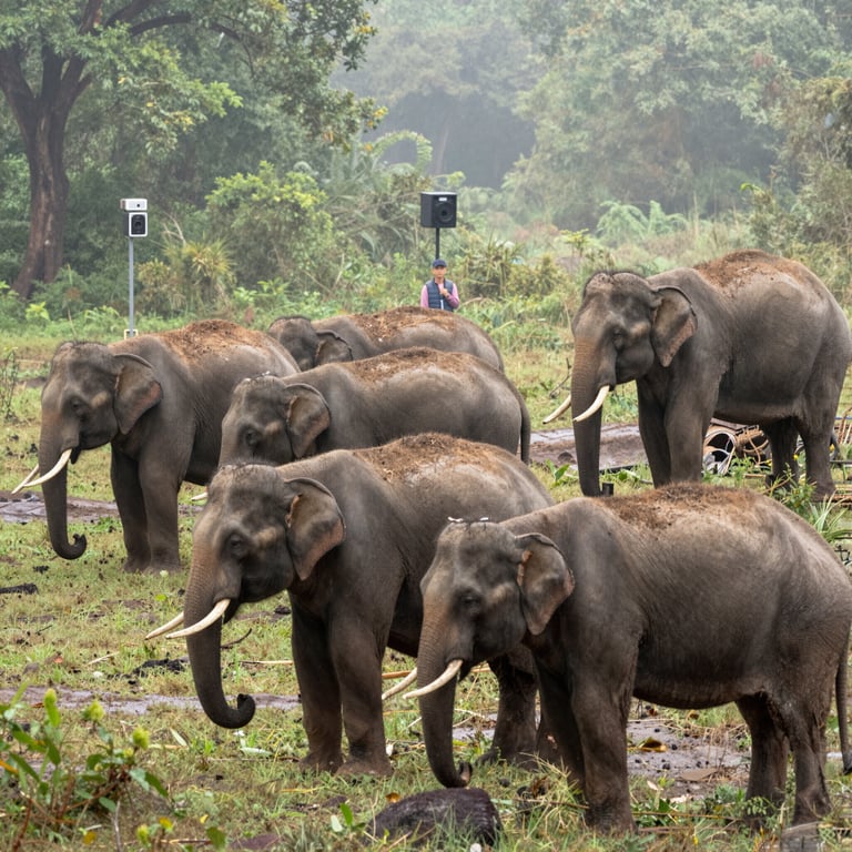 Notizie sulla Conservazione degli Elefanti: Iniziative per Salvare la Fauna Selvatica