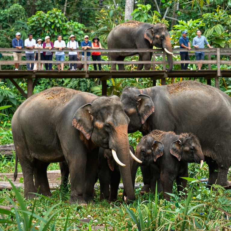 Come il Turismo Sostenibile Aiuta la Conservazione degli Elefanti Asiatici