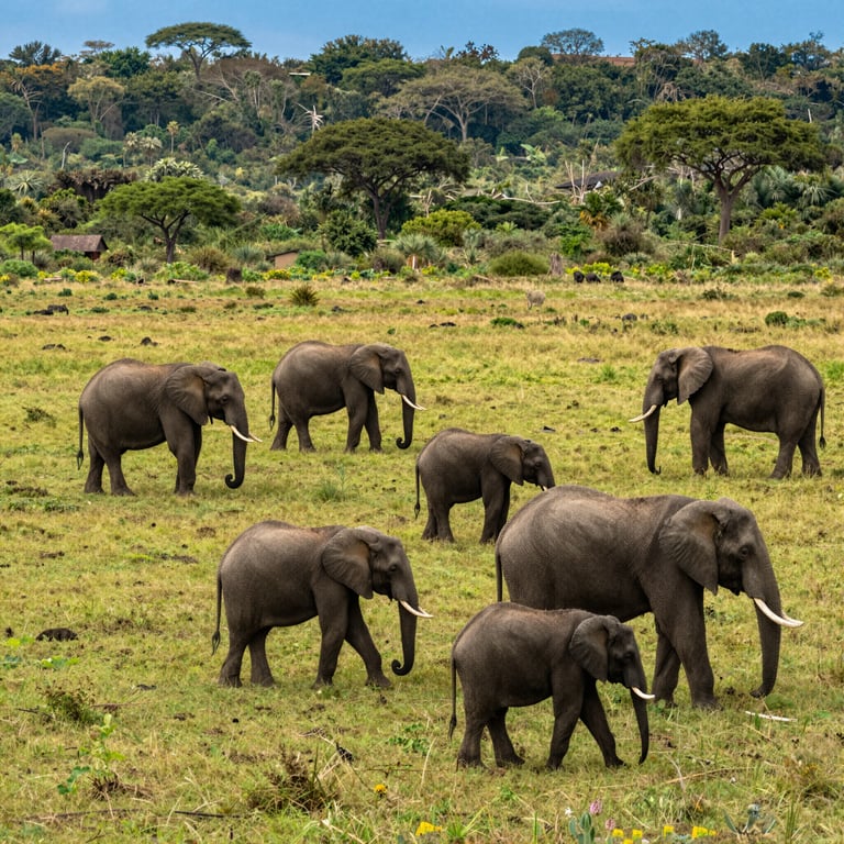 Preservazione Habitat Elefanti: Sforzi Mondiali per la Protezione della Fauna Selvatica