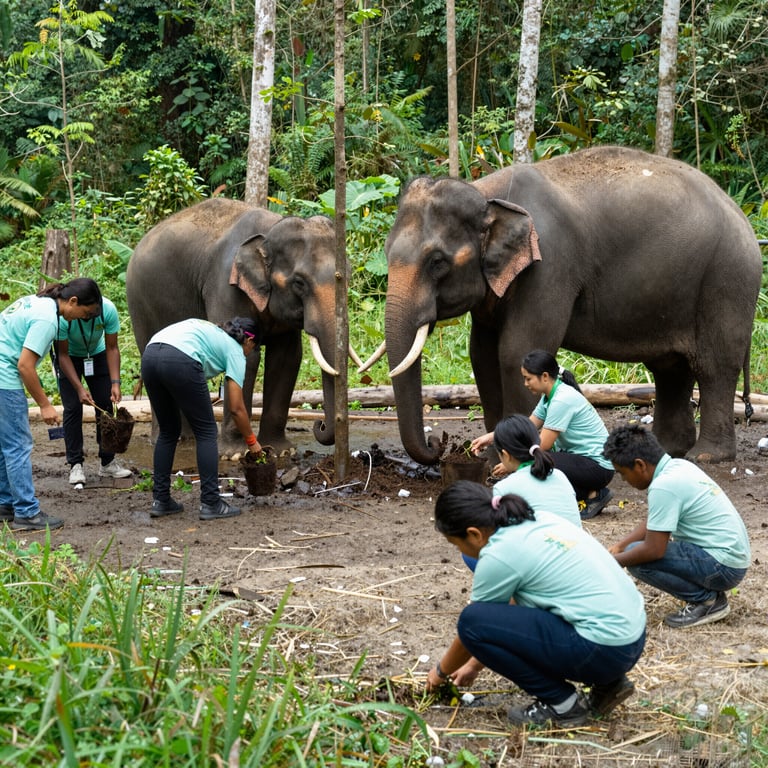 Il Futuro degli Elefanti: Come Contribuire alla Loro Conservazione Quotidiana