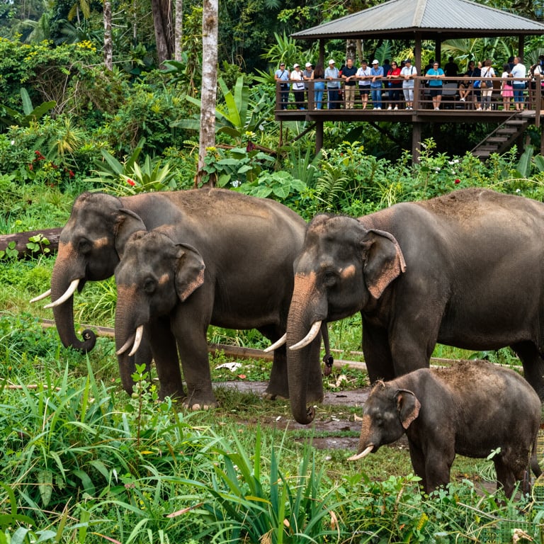 Turismo Responsabile a Favore della Salvaguardia degli Elefanti Asiatici