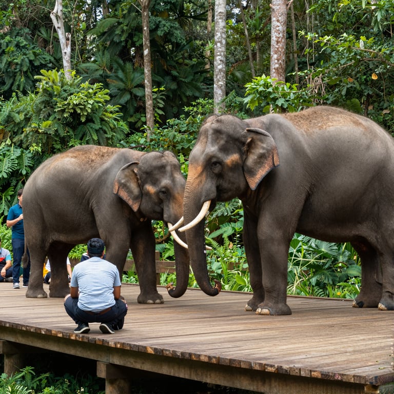 Esplora il turismo responsabile per ammirare elefanti preservando la natura