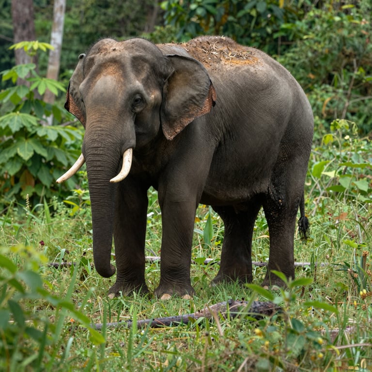 Come Contribuire alla Salvaguardia degli Elefanti e dei Loro Habitat