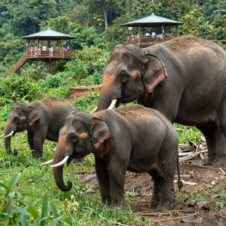 Come il Turismo Sostenibile Aiuta la Conservazione degli Elefanti Asiatici