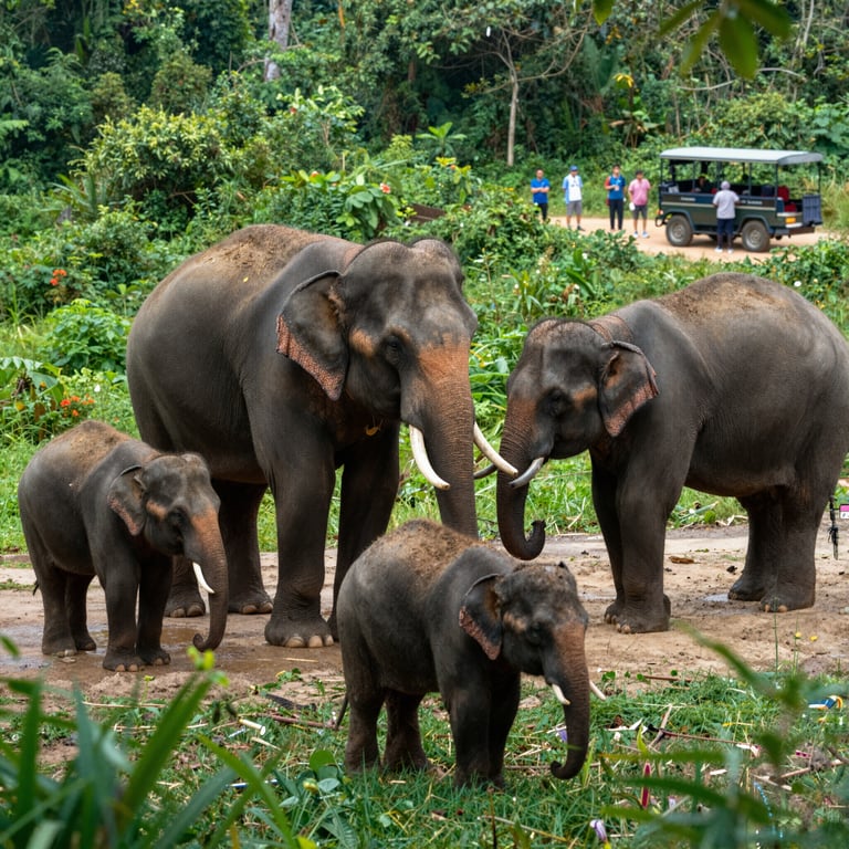 Il Turismo Responsabile: Una Chiave per la Salvaguardia degli Elefanti Asiatici nel 2026