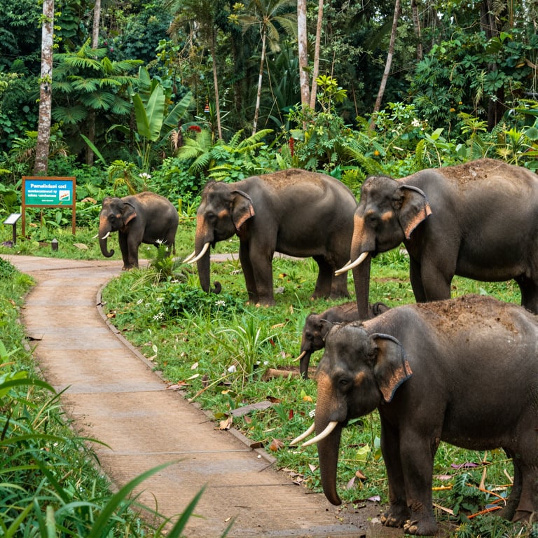 Come il Turismo Ecologico Aiuta la Conservazione degli Elefanti d'Asia