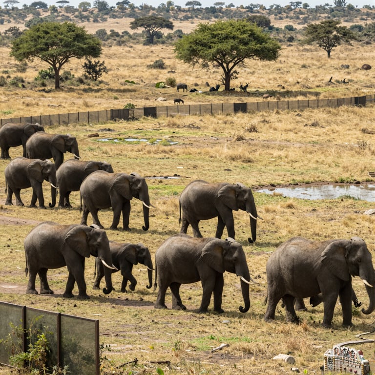 Quattro Strategie Semplici per Supportare gli Elefanti nella Lotta per la Sopravvivenza