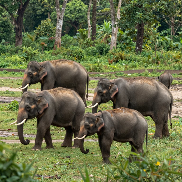 Progetti di Successo nella Protezione e Salvaguardia delle Popolazioni Elefantine