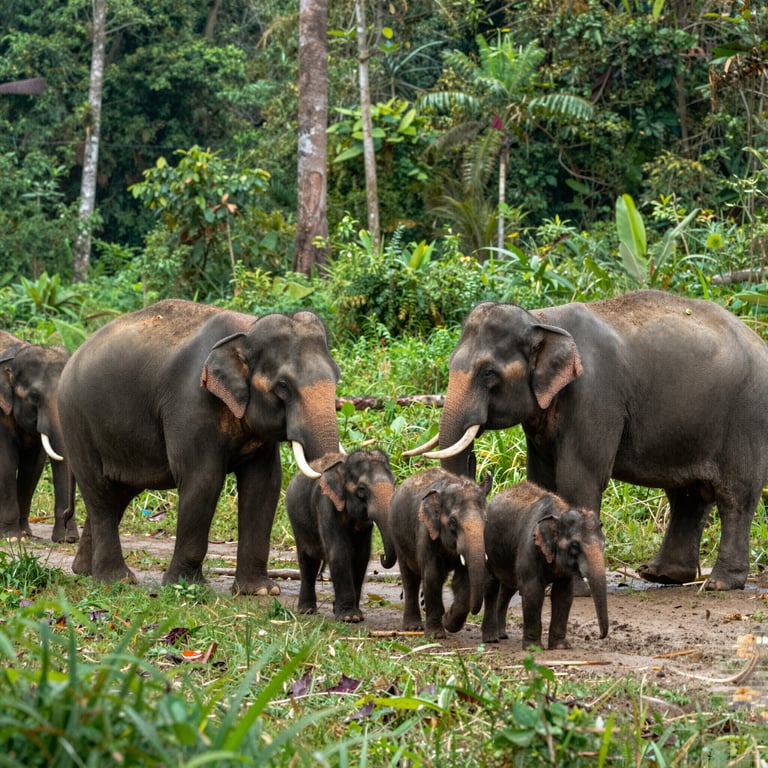 Protezione Habitat Elefanti: Combattiamo le Minacce per un Futuro Sostenibile