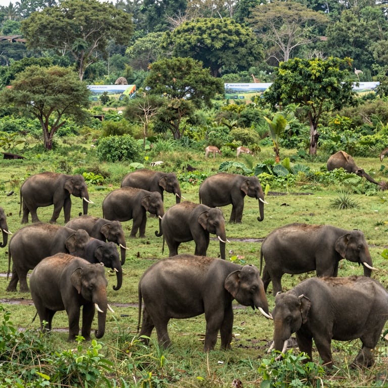 Campagne per Salvare gli Elefanti: Protezione dall'Estinzione e Tutela degli Ambienti Selvatici