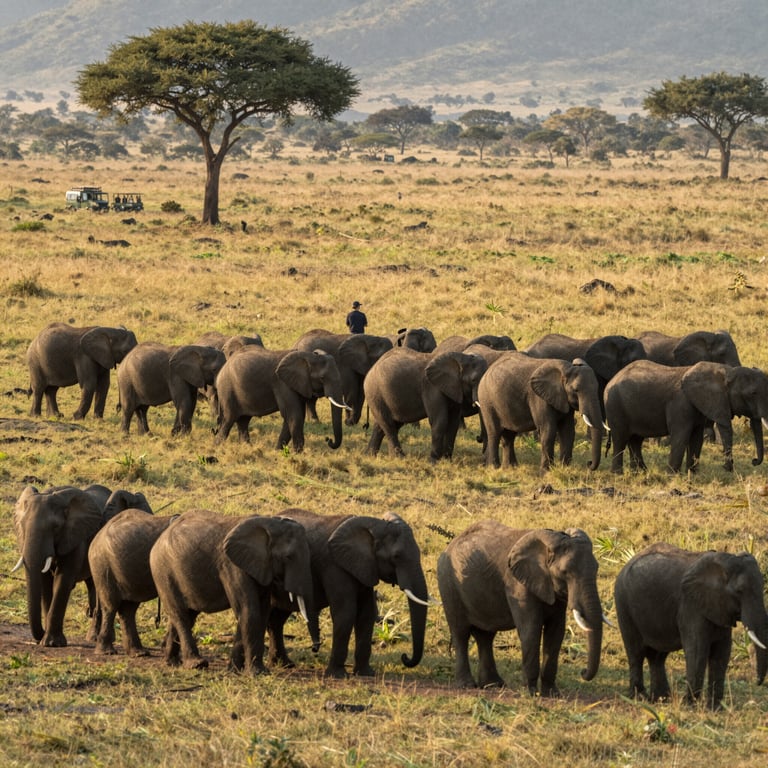 DSWF in Prima Linea: Strategie per Salvare gli Elefanti dall'Estinzione