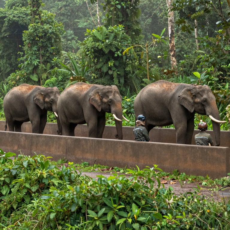 Strategie Efficaci di Conservazione per Proteggere gli Elefanti delle Foreste Africane