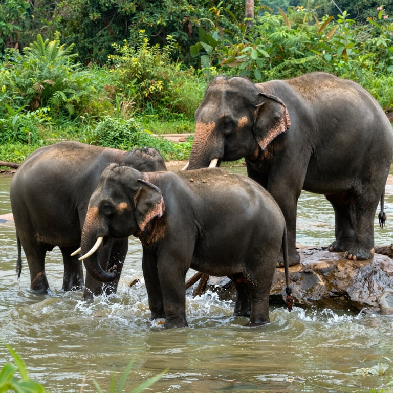 Salvare gli Elefanti: Santuari e Azioni per la Loro Sopravvivenza nel 2026