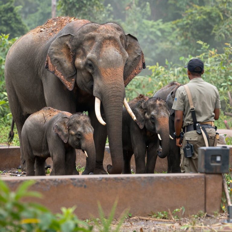 Proteggi gli Elefanti: Azioni Urgenti per la Loro Conservazione Oggi