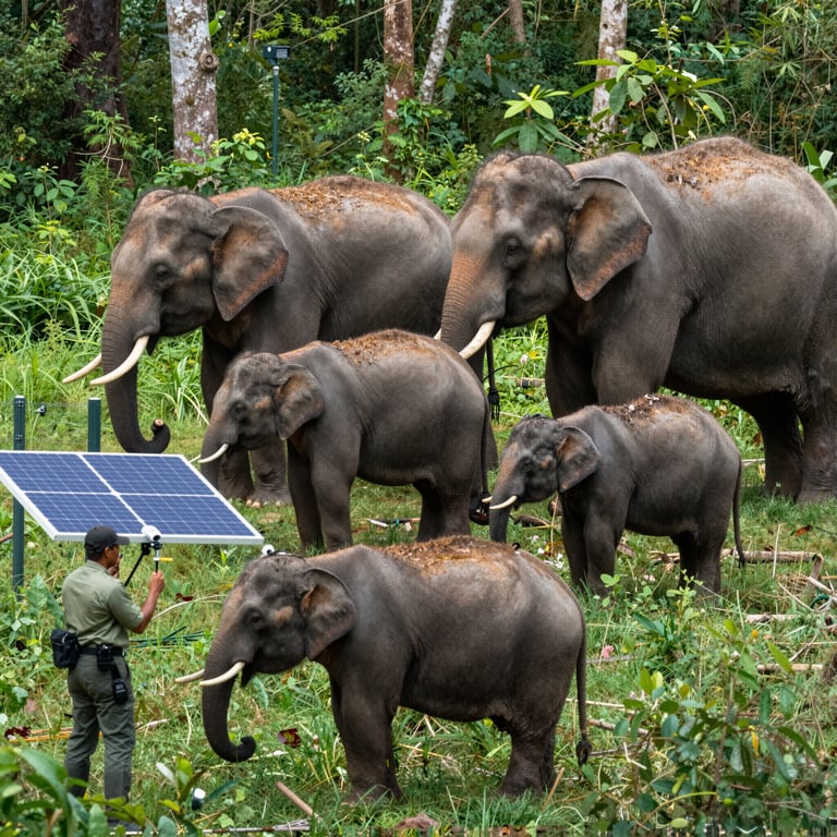 Strategie Efficaci per Proteggere le Popolazioni di Elefanti in Pericolo