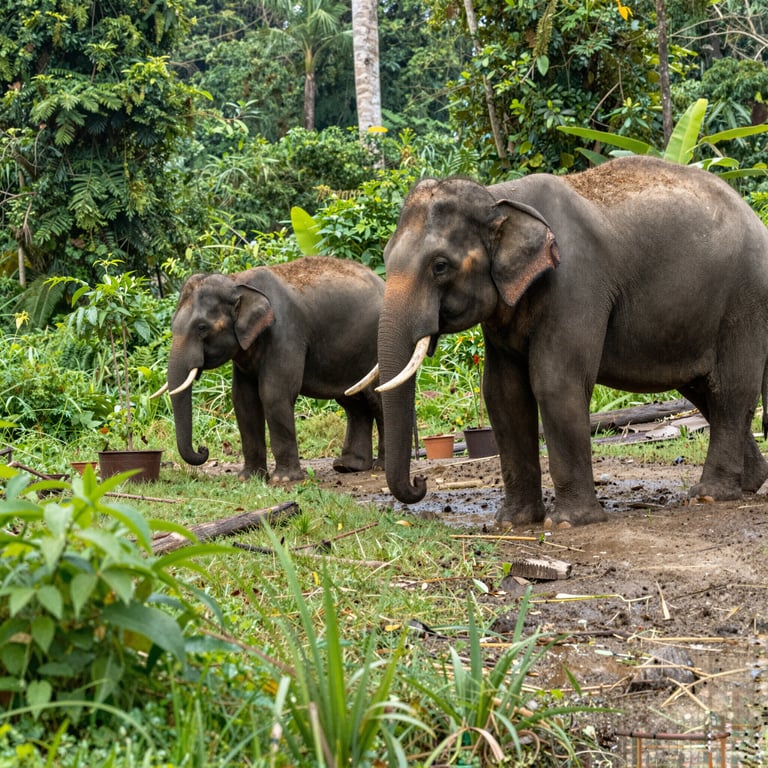 Conservazione degli Elefanti: Iniziative di Donazione e Protezione Forestale nel 2026