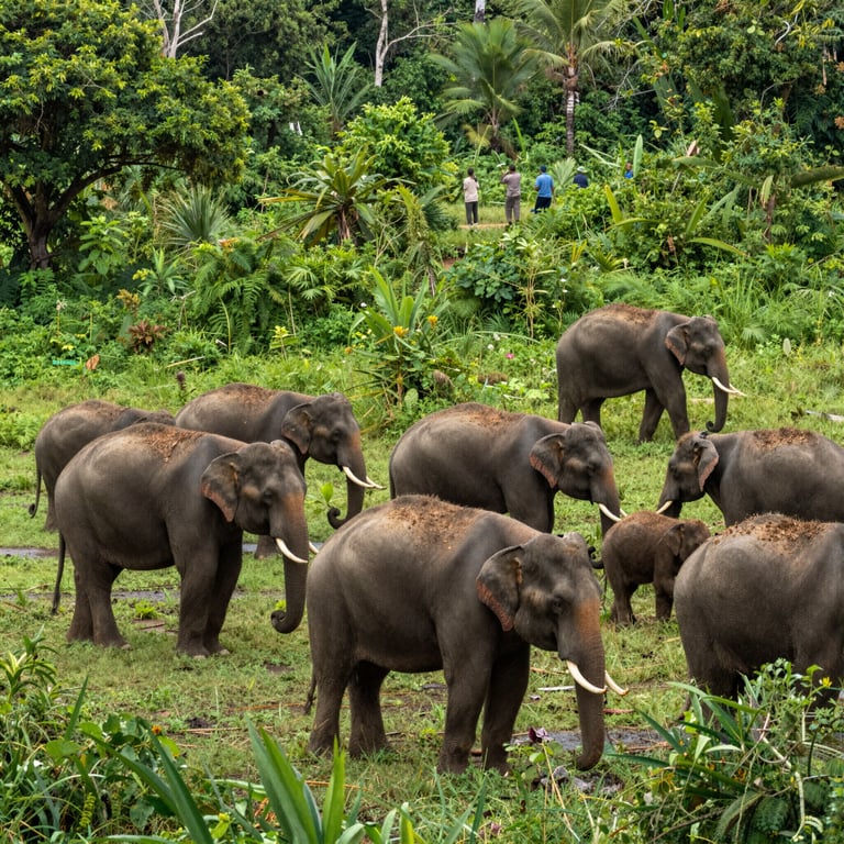Proteggere gli Habitat degli Elefanti: Strategie per la Conservazione della Fauna Selvatica